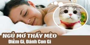 mơ thấy mèo